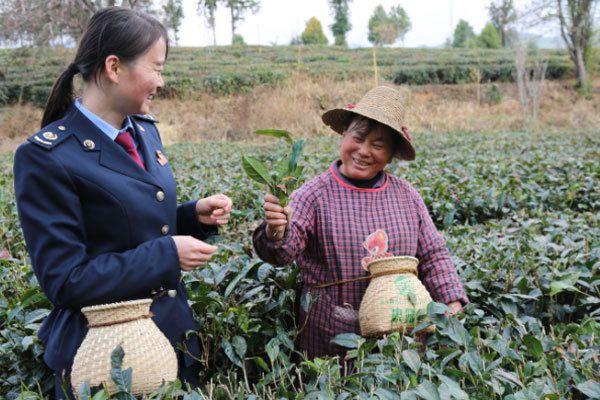 税务部门的工作人员深入茶叶生产基地了解情况.